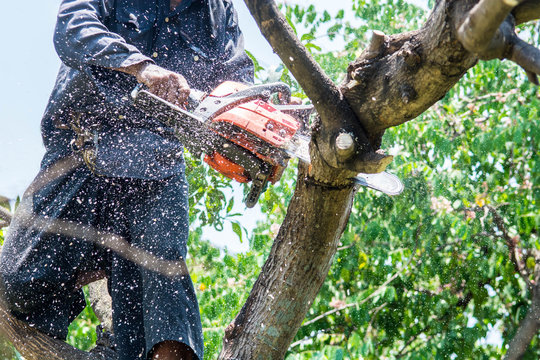 Professional tree trimming service in Virginia